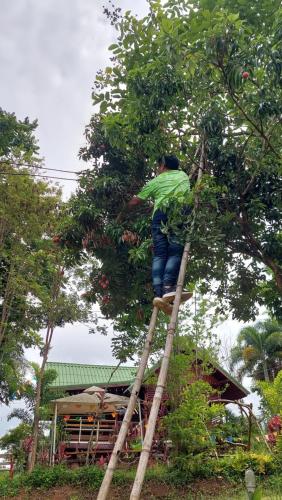 Ein Mann steht auf einer Leiter in einem Baum in der Unterkunft บ้านเพลินภู in Khao Kho