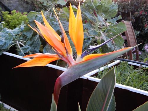 a large orange and yellow flower in a garden at Jasmine Guest Suite in Ponta do Pargo