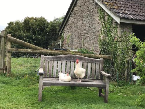 two chickens sitting on a wooden bench in a yard at The Bothy at Oak Farm in Usk