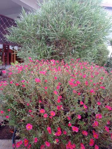 a bush filled with pink flowers in a garden at Senanayaka Holiday Inn in Polonnaruwa