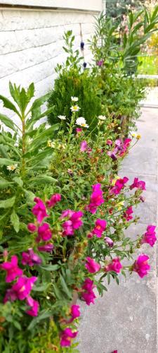 a garden of pink flowers in a yard at Ebruli Cennet Bahçesi in Nevsehir
