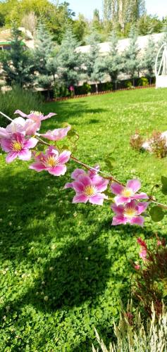a group of pink flowers on a green field at Ebruli Cennet Bahçesi in Nevsehir