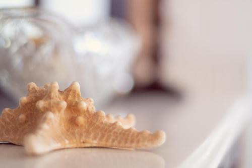 a seashell sitting on top of a table at FANI ROXANE APARTMENTS in Keratea