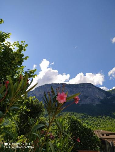 a flower with a mountain in the background at Cocon au pied de la Chartreuse in Lumbin