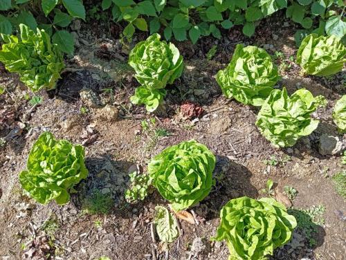 a group of lettuce plants in the ground at Sweet Home between CBD and University in Hamilton