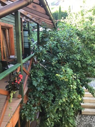 ドゥシュニキ・ズドルイにあるNoclegi u Ewyの家の脇の大緑の茂み