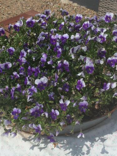 a flower pot with purple flowers in it at Sellebjerg Apartment in Bindslev