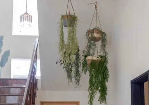 a bunch of hanging plants on a wall at 奇凡小花園獨棟包棟民宿一一近梅花湖羅東夜市 in Yilan City