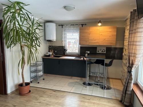 a kitchen with a counter and a potted plant at Apartamenty Antonio in Kudowa-Zdrój