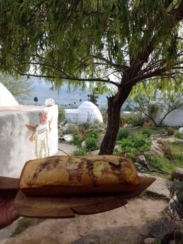 Cocoons Hostel