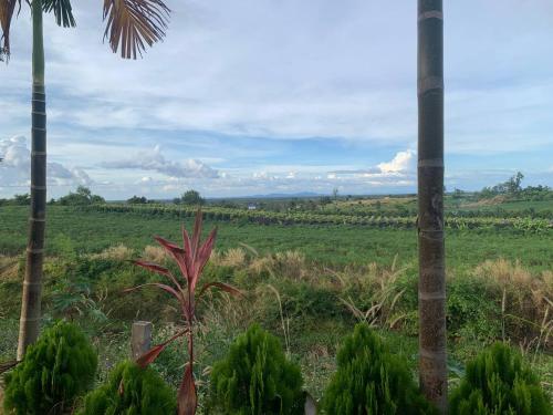 Blick auf ein Feld mit Palmen und Palmen in der Unterkunft I AM Koh Ker in Phumĭ Mréch