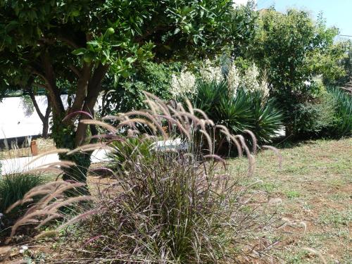 a group of plants in a garden with trees at Villa Skoric in Orebić