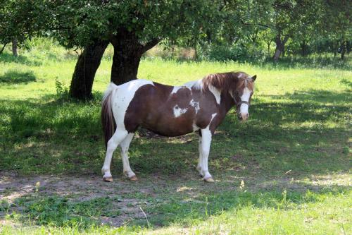 a brown and white horse standing in a field at Gesztenyés Vendégház in Garáb