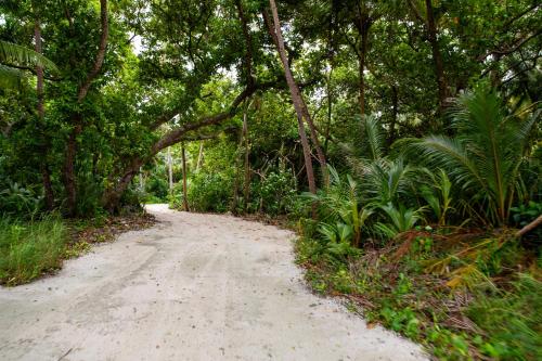 a dirt road in the middle of a forest at Biosphere Inn in Dharavandhoo