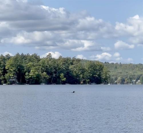 a lake with a bird in the middle of it at OWL HOUSE LIMIT 8 home in Wakefield
