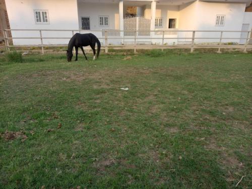 Zvířata v apartmánu nebo okolí