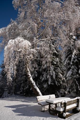 two benches sitting in the snow next to a tree at Gregor's Ferienhaus im Wald in Edelschrott