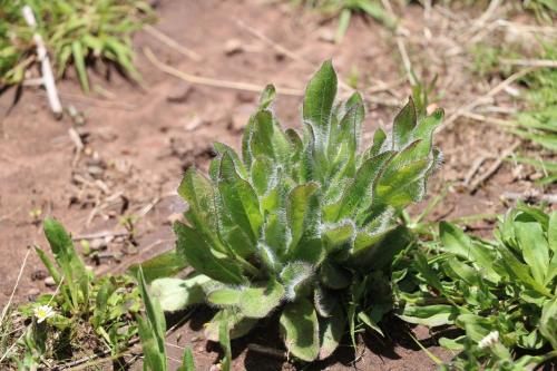 una planta verde en el suelo en la tierra en WHITE SAND Taquile Lodge, en Huillanopampa