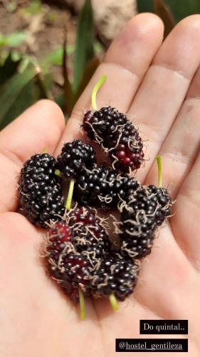 a person holding a handful of blackberries in their hand at Hostel Gentileza - Guest House in Alto Paraíso de Goiás