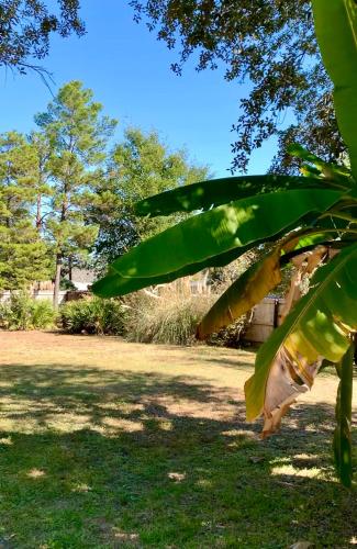 a close up of a leafy tree in a park at New! Close To Beach, Cozy, New beds & Family Friendly in Navarre