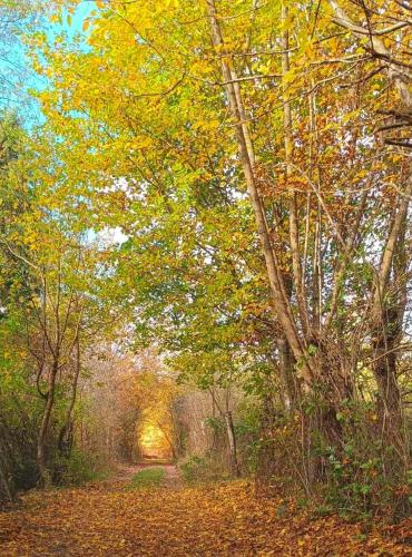a painting of a path through a forest with trees at Urban Loft in Salgótarján