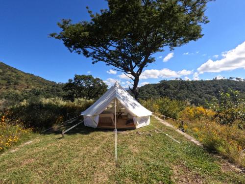 a white tent in a field with a tree at Glampings Hangar 5 Mexico in San Lucas del Pulque