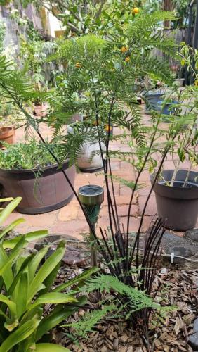 a group of plants in pots in a garden at JDs Tropical stays in Cairns