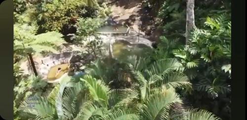 a view of a garden with trees and plants at Nature World St.Lucia in Castries