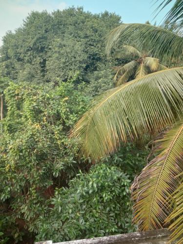 dos palmeras frente a un bosque de arbustos en Aurodham, en Auroville