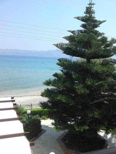 a large pine tree next to the beach at Chris Studios & Apartments in Lechaio
