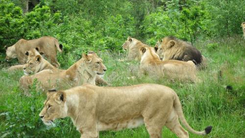 Animales en el hostal o alrededores