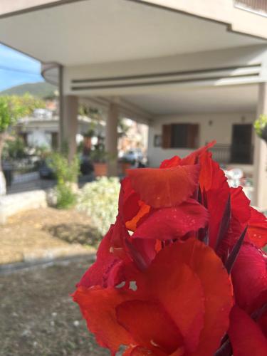 a close up of a red flower in front of a house at Ambracian Gulf Comfort House in Menídion