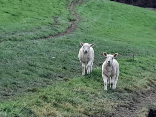 two sheep walking on a grassy hill at Rhedyn - Cosy Fishing Lodge Near Aberaeron in Cross Inn