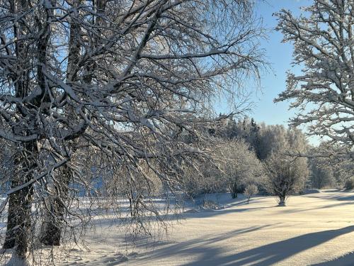 a snow covered field with trees in the foreground at Pie Ezerrozēm in Ķavari