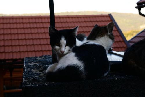 two black and white cats laying on a table at Brezova Poljana Lodge in Vrbovsko