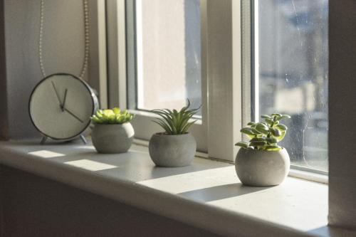 tres plantas sentadas en el alféizar de una ventana con un reloj en En-Suite room in Carlow Town en Carlow