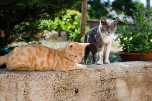 two cats are sitting on a concrete wall at Apartment Alex in Labin