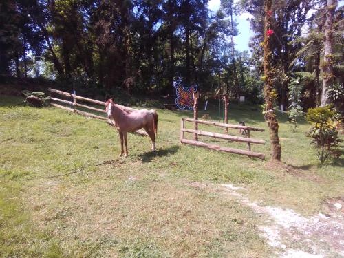 un cheval debout dans un champ à côté d'une clôture dans l'établissement Parador Real cabañas, 