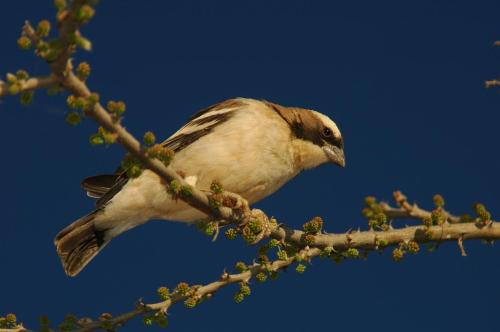 a bird perched on top of a tree branch at Arebbusch Travel Lodge in Windhoek