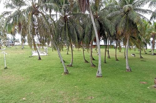 a group of palm trees in a grass field at Cabaña privada en las islas de Guna Yala Isla icodub in Achoertupo