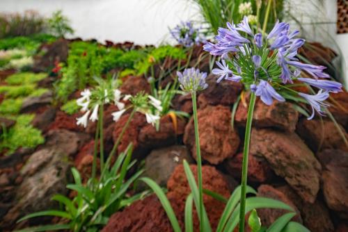 a bunch of purple flowers on some rocks at Wuyu Hotel - Chongqing Liangjiang Happiness Plaza & Xingfu Square & GuangdianYuan metro in Chongqing