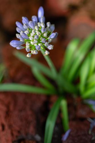 a blue flower sitting on top of a plant at Wuyu Hotel - Chongqing Liangjiang Happiness Plaza & Xingfu Square & GuangdianYuan metro in Chongqing