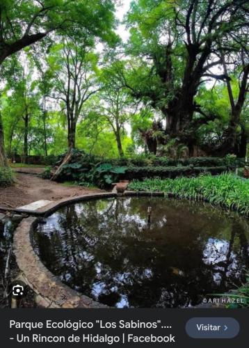 a picture of a pond in a park with trees at los pepes in Huichapan