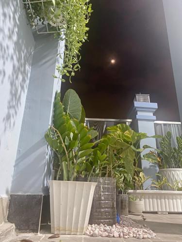 a group of potted plants sitting on a patio at SAIGONESE Studio in Ho Chi Minh City