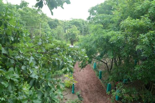 a row of trees with blue posts in the dirt at Spice Village Hotel & Restaurant in Habarana