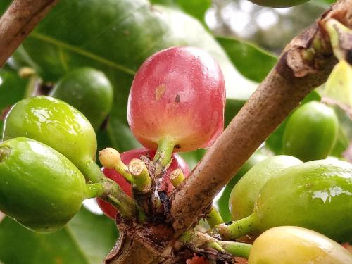 Ein Haufen grüner und roter Früchte auf einem Baum in der Unterkunft La casa del Jardin de Mariposas 