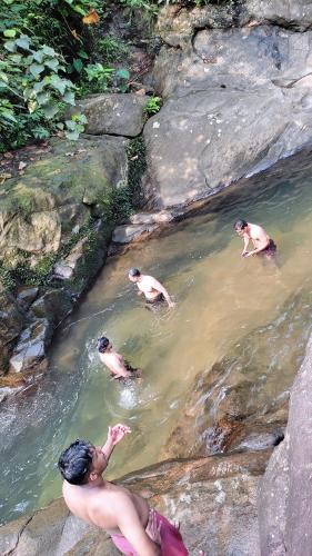 three monkeys swimming in a pool of water at Green and Green in Vagamon