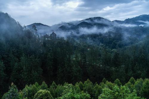 an aerial view of a forest of trees at Gorilla Leisure Lodge in Kisoro