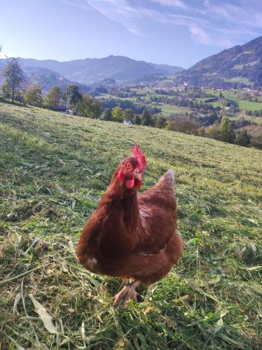 a brown chicken standing in the grass in a field at Bauernhof Sonnenhuab in Sankt Veit im Pongau