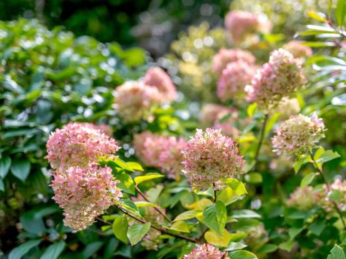 a bunch of pink flowers on a tree at 1 Bed in Turnditch PK919 in Turnditch